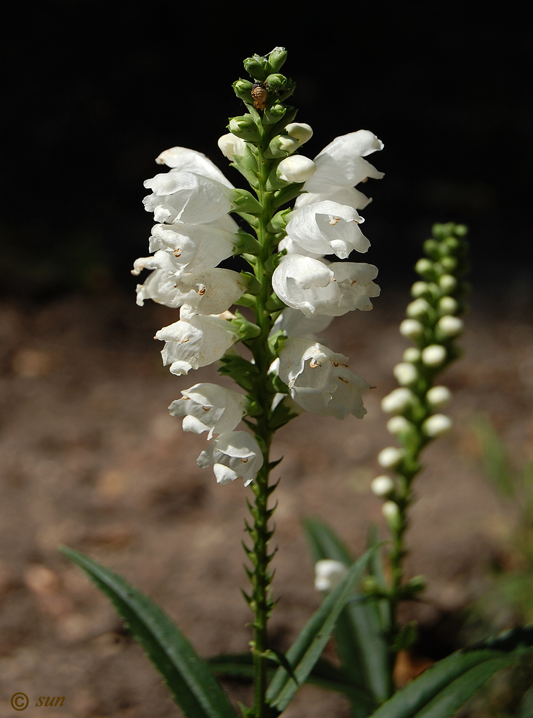 Изображение особи Physostegia virginiana.