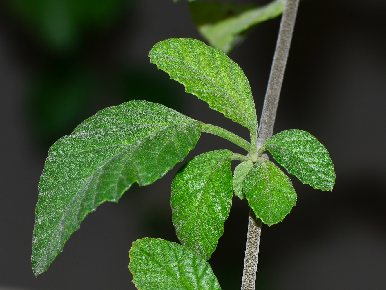 Image of Cordia parvifolia specimen.