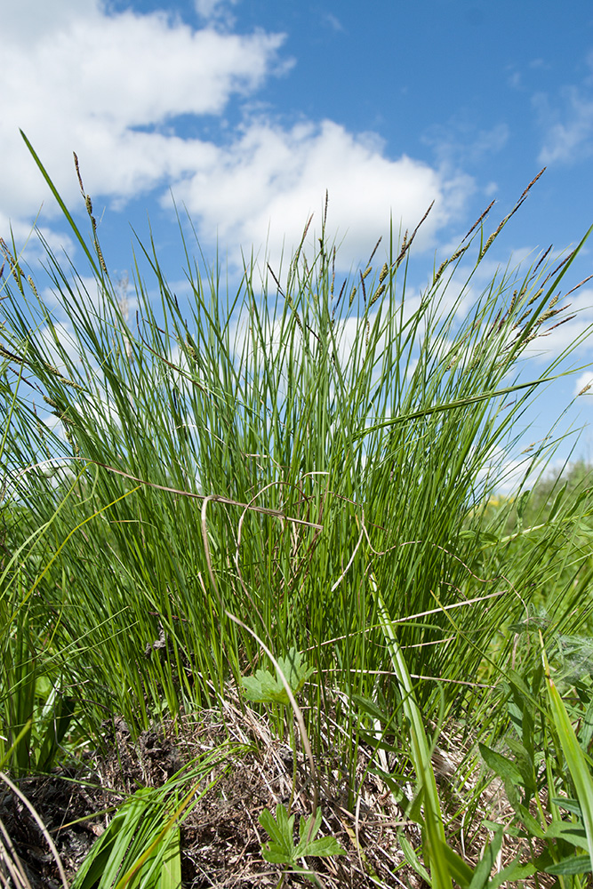 Image of Carex juncella specimen.