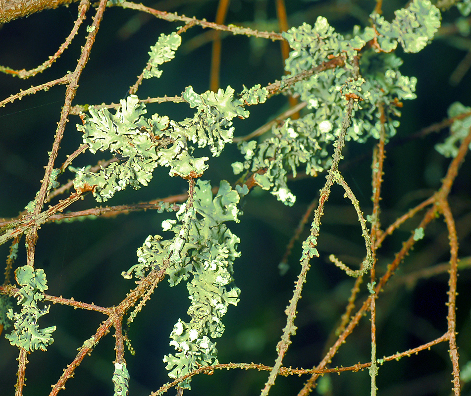 Image of Hypogymnia physodes specimen.