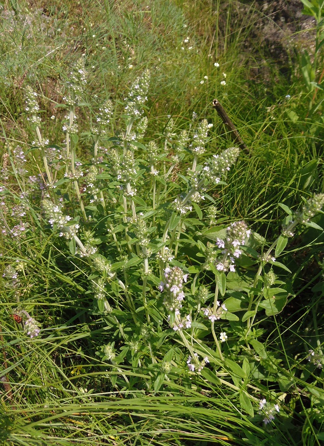 Image of Thymus marschallianus specimen.