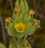 Primula veris. Верхушка отцветающего растения с охотящимся пауком. Молдова, Оргеевский р-н, окр. с. Требужены, известняковая осыпь. 08.05.2015.