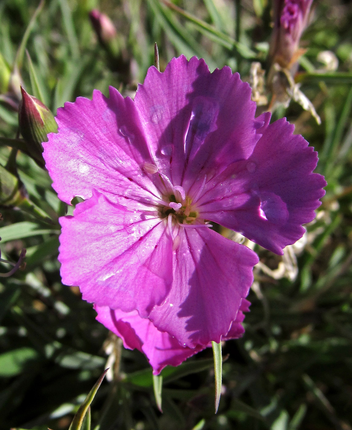 Изображение особи Dianthus versicolor.