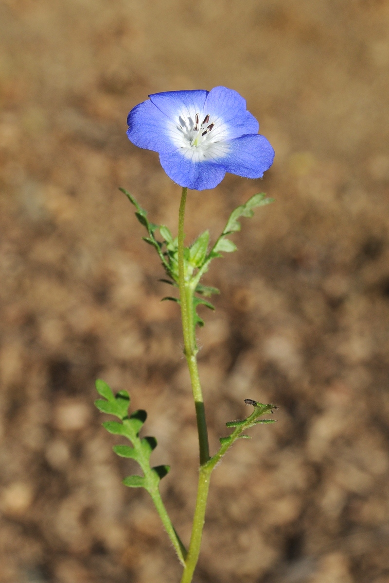 Изображение особи Nemophila menziesii.