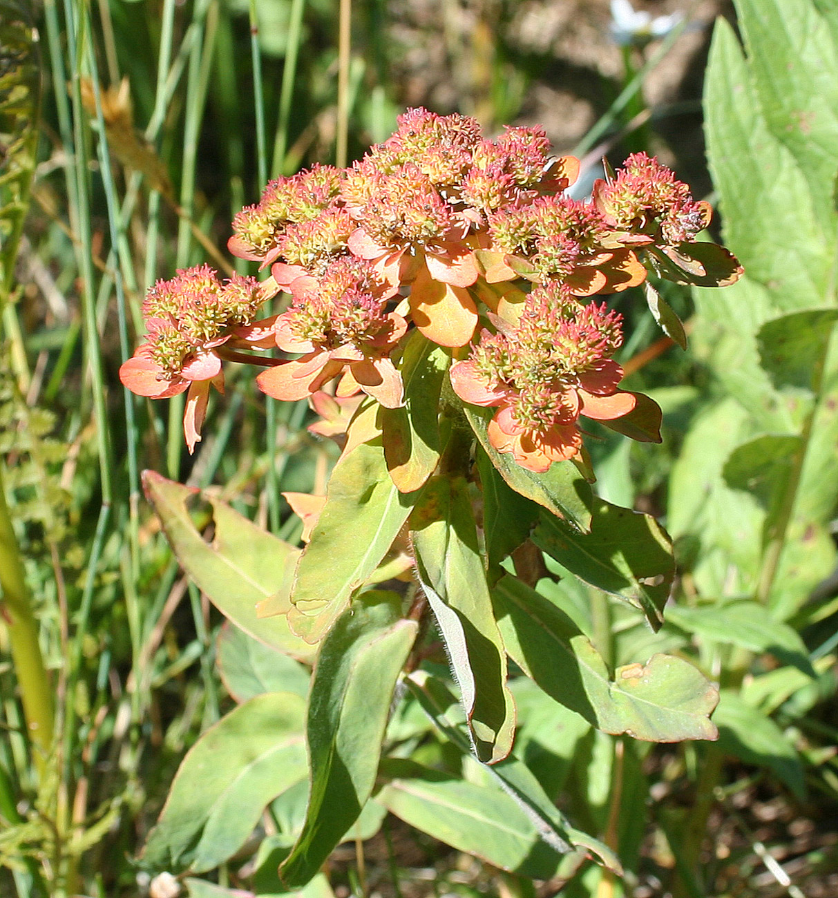 Image of Euphorbia pilosa specimen.