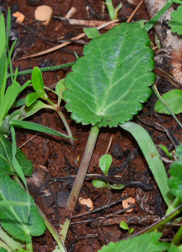 Image of Eryngium creticum specimen.
