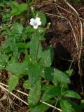 Cerastium pauciflorum. Цветущее растение. Свердловская обл., окр. г. Североуральск, обочина дороги в сосново-еловом лесу. 18.06.2006.