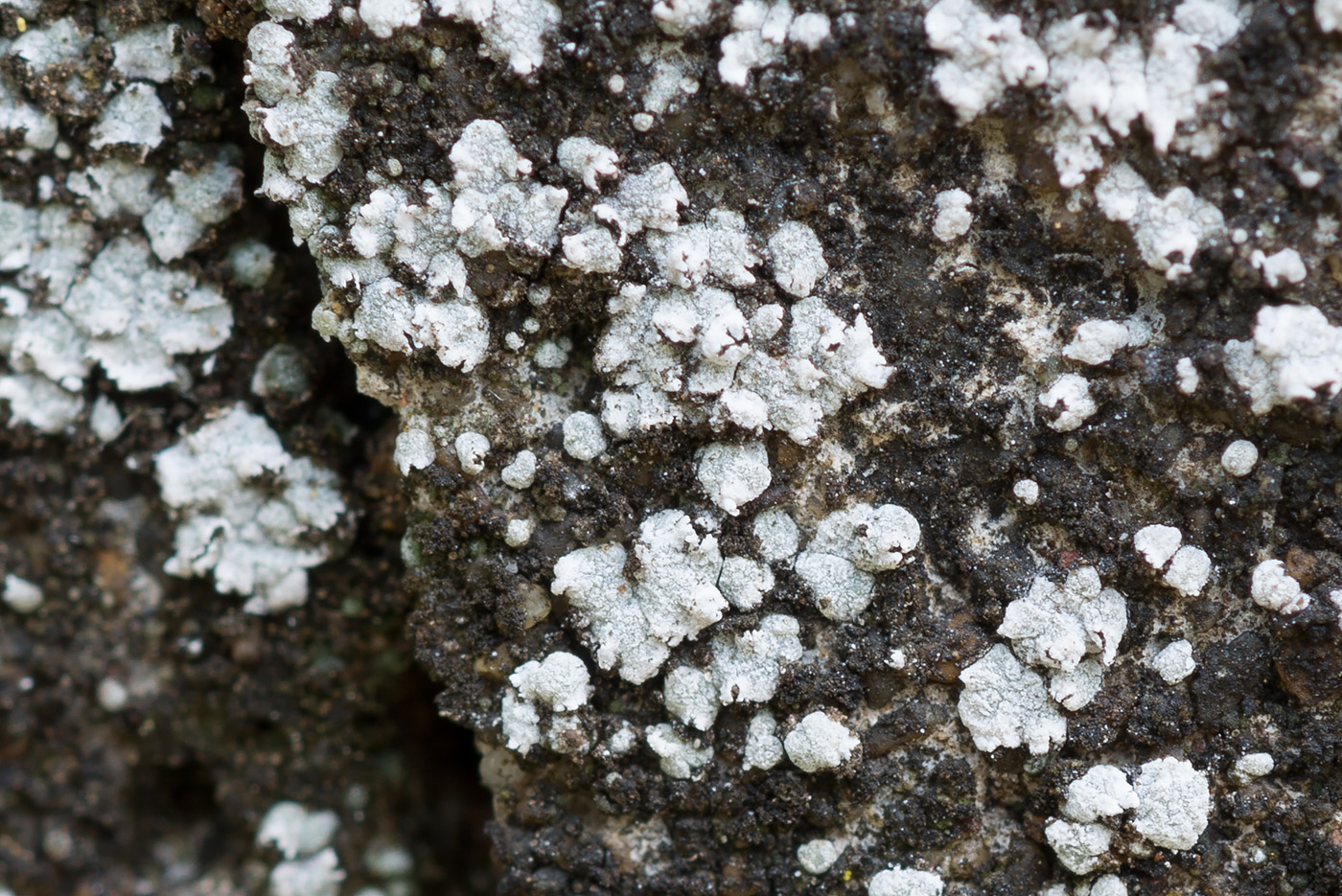 Image of Aspicilia moenium specimen.