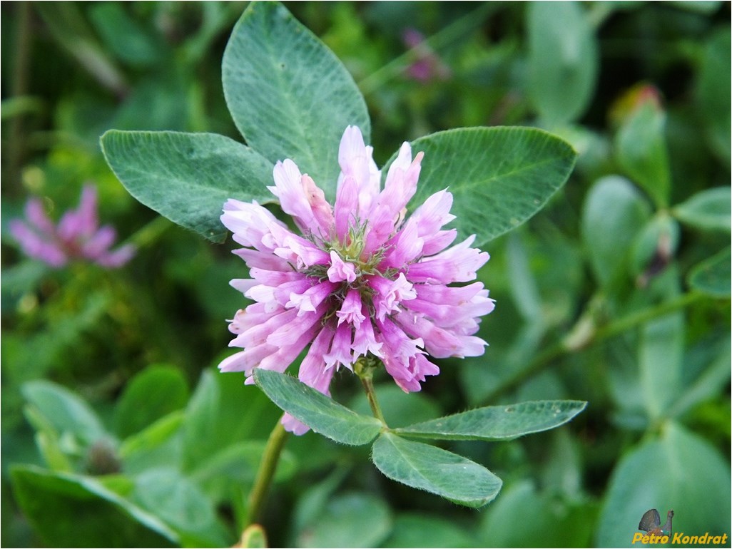 Image of Trifolium pratense specimen.