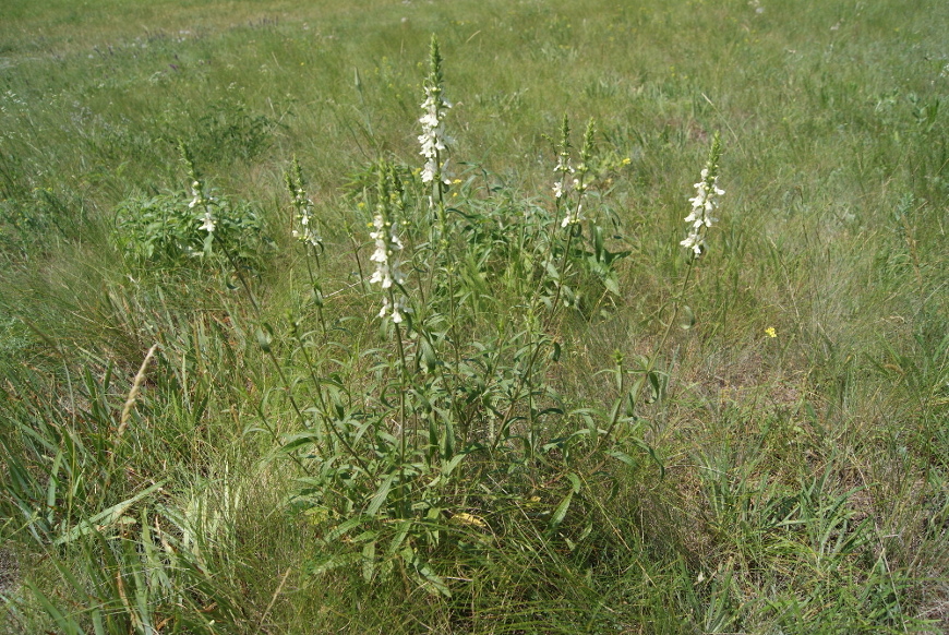 Image of Stachys recta specimen.