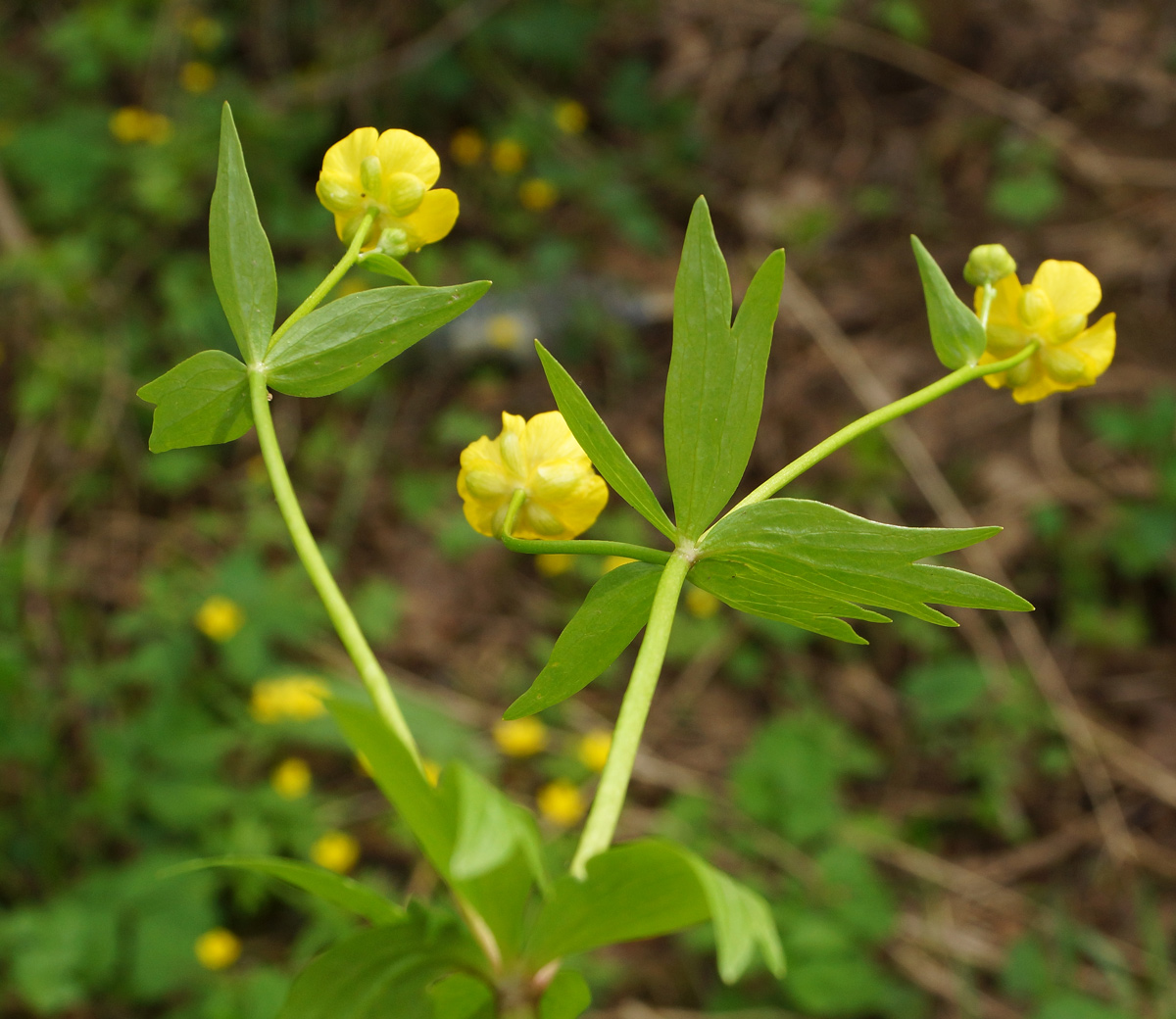 Image of genus Ranunculus specimen.