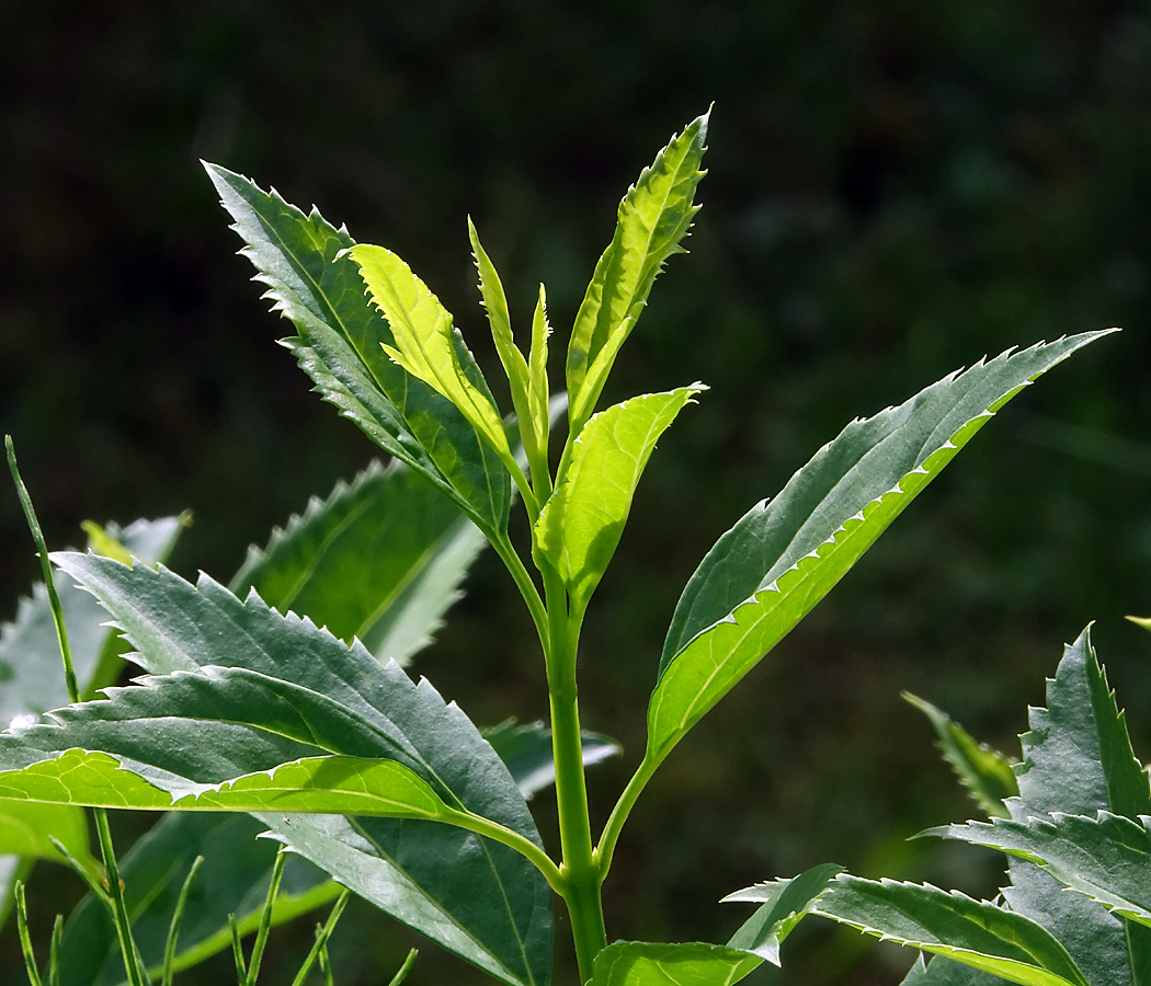 Image of genus Forsythia specimen.