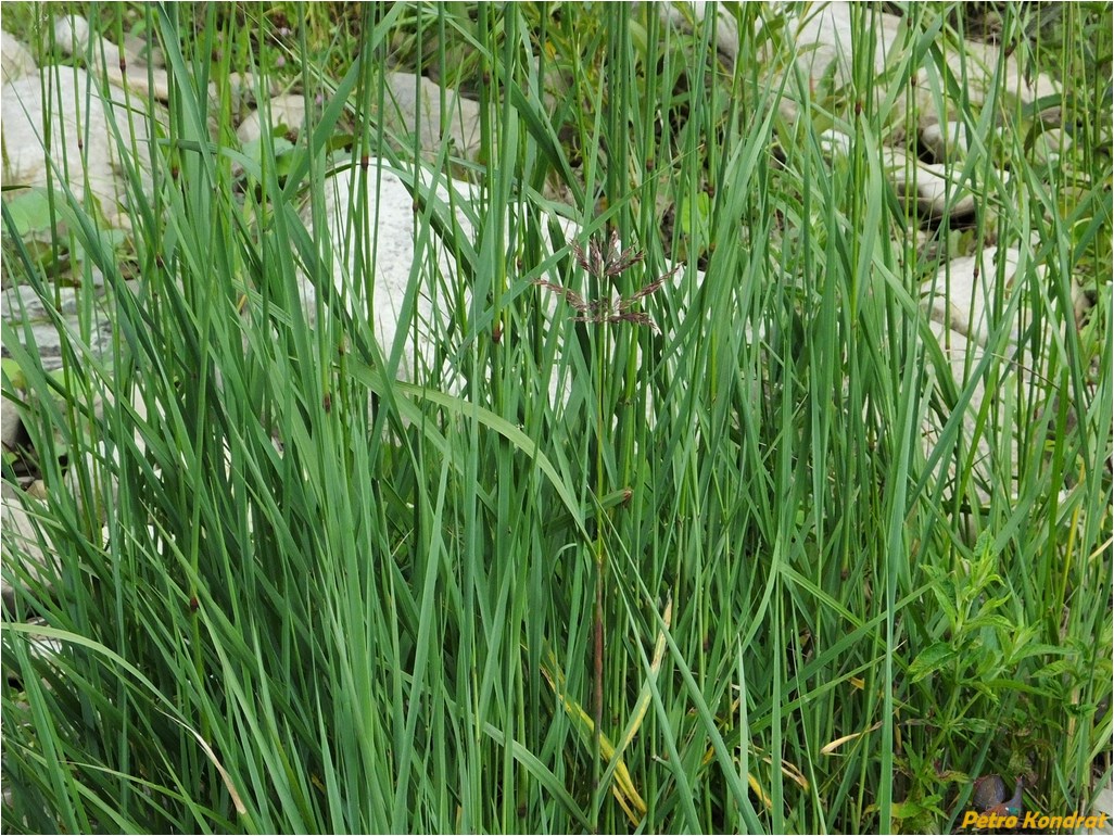 Image of genus Calamagrostis specimen.