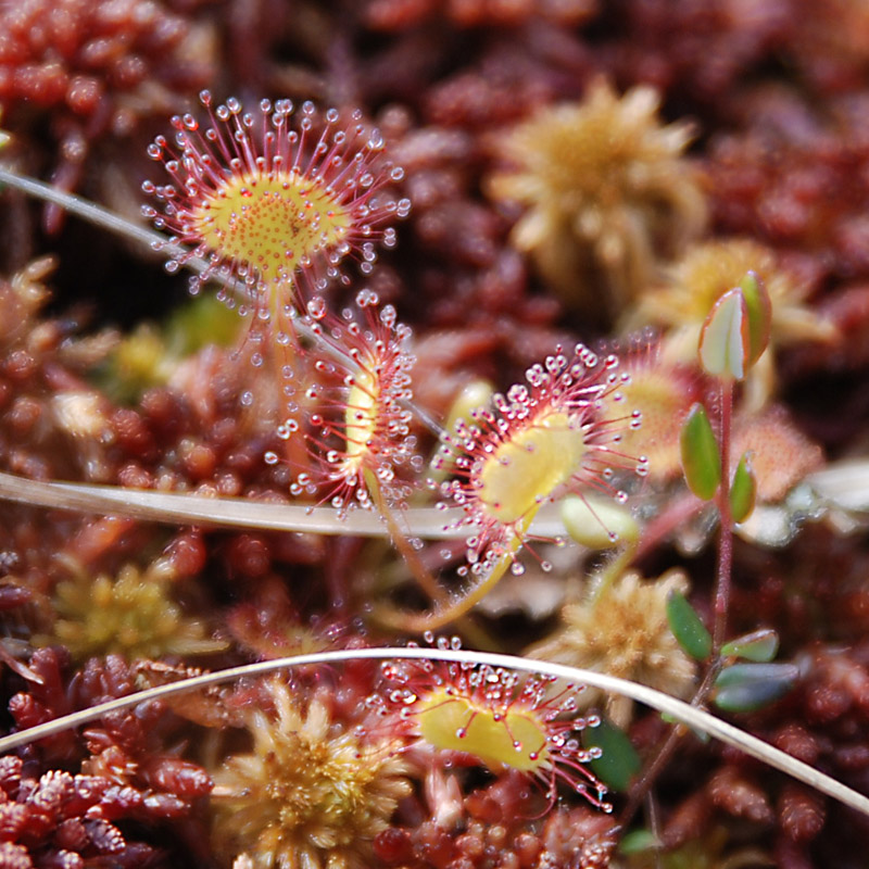 Изображение особи Drosera rotundifolia.