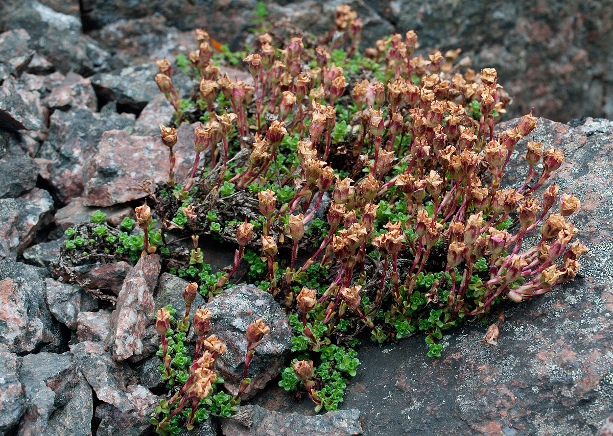 Image of Saxifraga oppositifolia specimen.