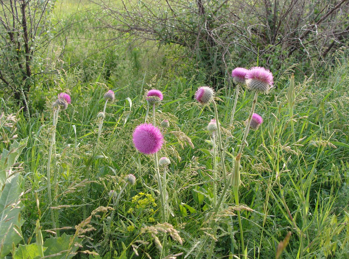 Изображение особи Carduus uncinatus.