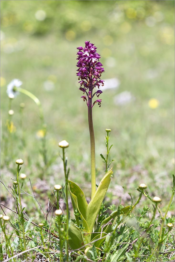 Image of Orchis purpurea ssp. caucasica specimen.