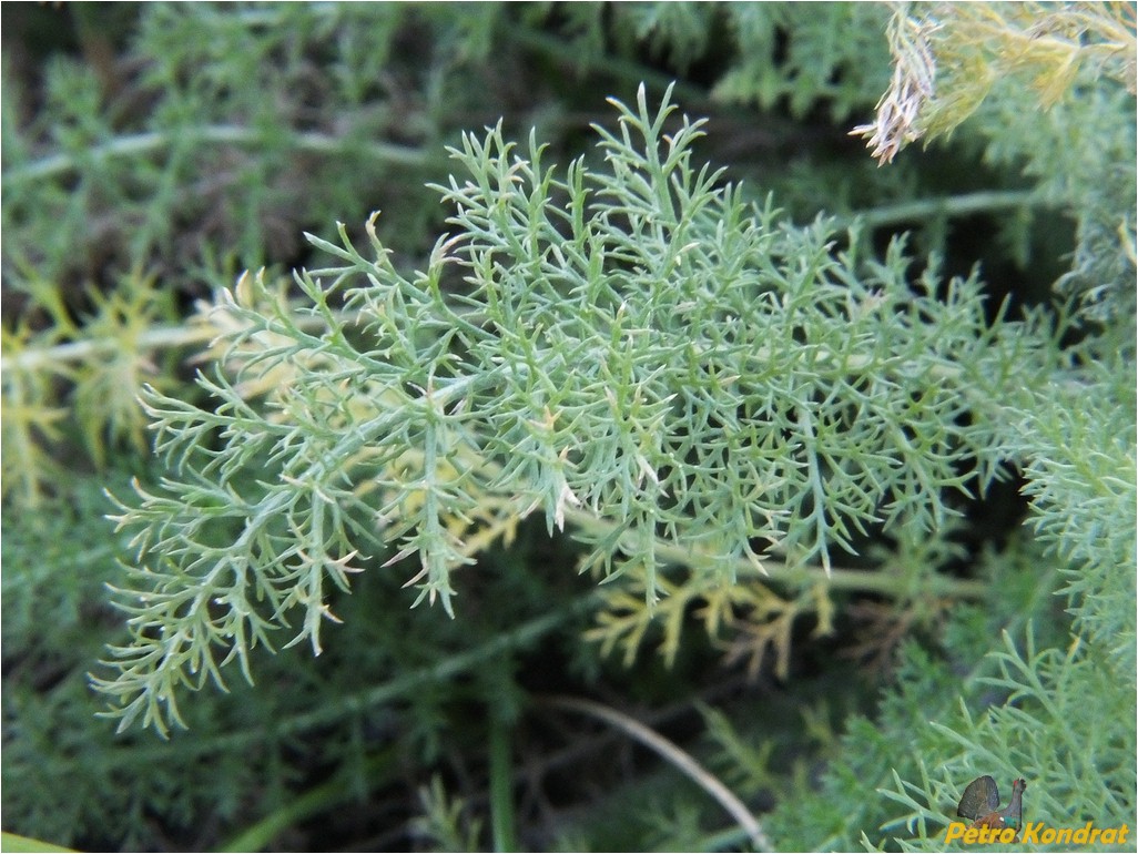 Изображение особи род Achillea.