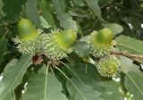 Quercus castaneifolia. Плоды. Симферополь, ботанический сад университета. 12.10.2017.