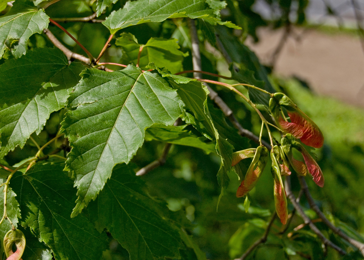 Клен ясенелистный фото дерева и листьев