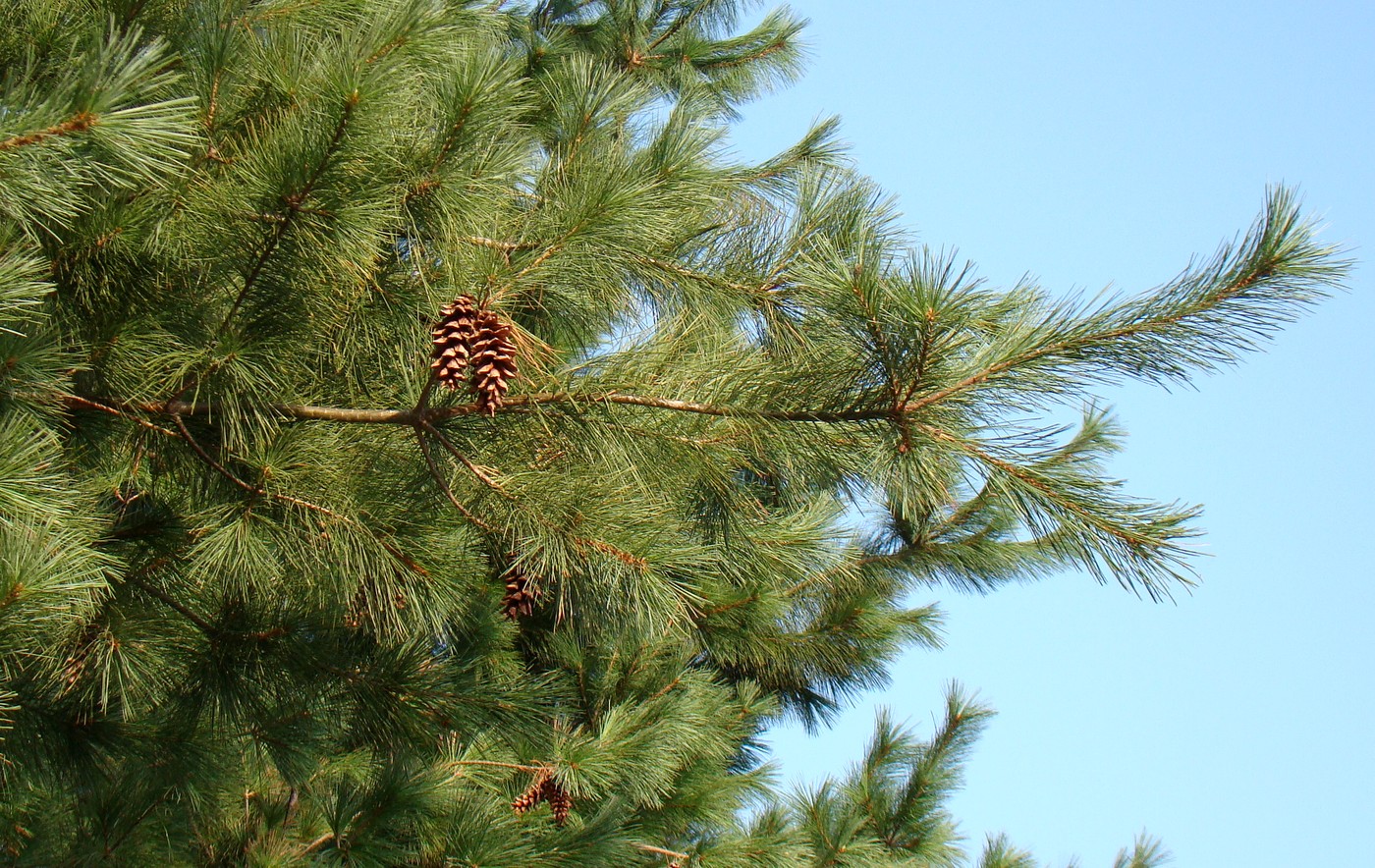 Image of Pinus strobus specimen.