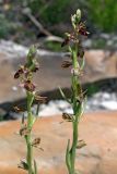 Ophrys mammosa subspecies caucasica. Соцветия. Краснодарский край, Анапский р-н, окр. с. Варваровка, приморский каменистый склон ЮЗ экспозиции. 24 апреля 2018 г.