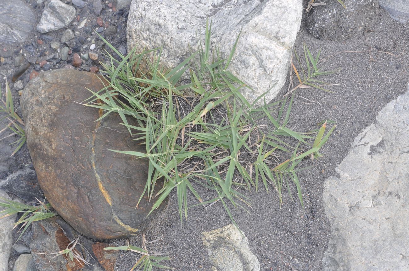 Image of Phragmites australis specimen.