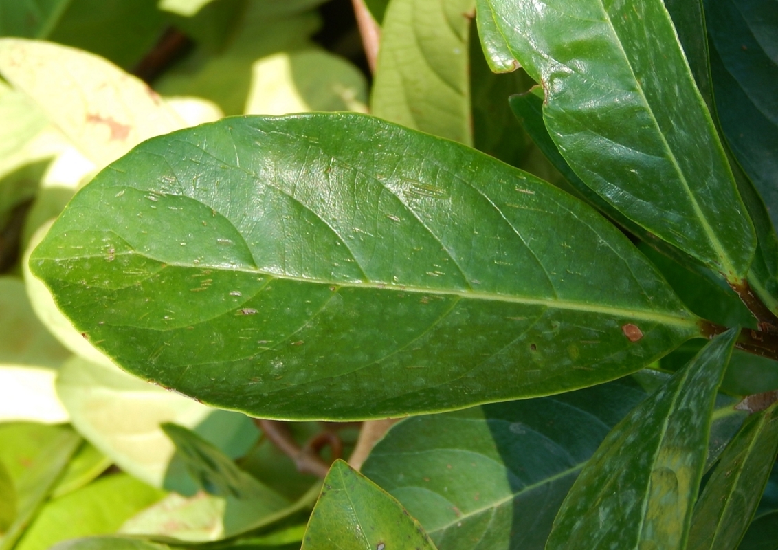 Image of Viburnum utile specimen.