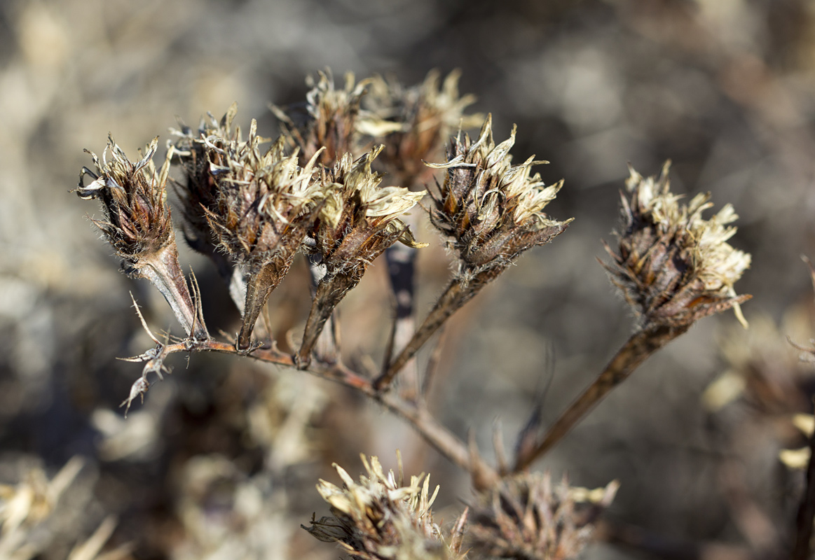 Image of Limonium sinuatum specimen.