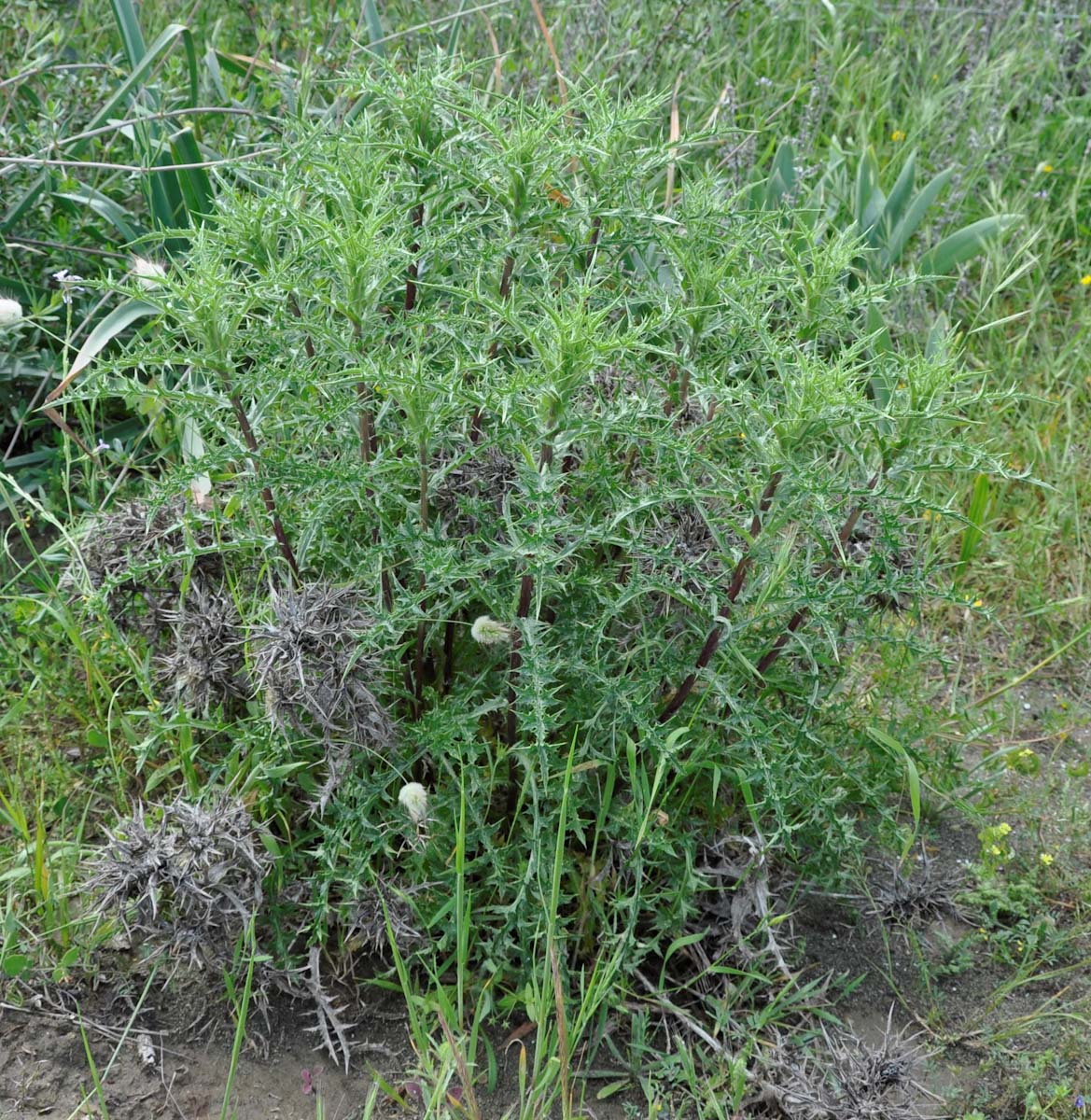 Изображение особи Carlina libanotica.