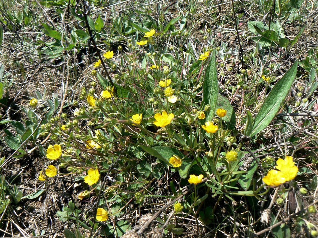 Изображение особи Potentilla crantzii.