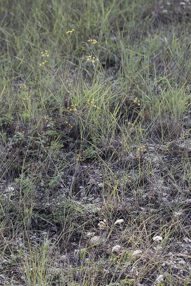 Image of genus Bupleurum specimen.