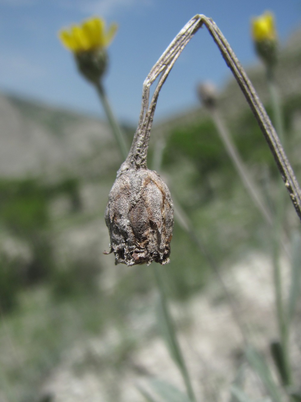 Image of Tanacetum akinfiewii specimen.