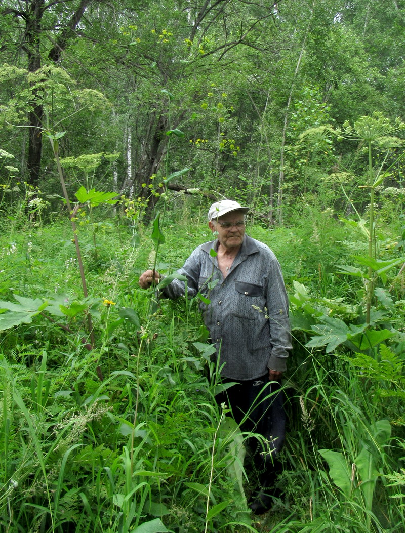 Image of Bupleurum longifolium ssp. aureum specimen.