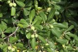 Pittosporum tobira