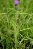 genus Cirsium