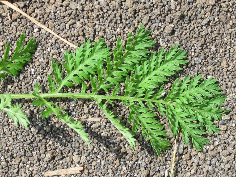 Изображение особи Artemisia laciniatiformis.