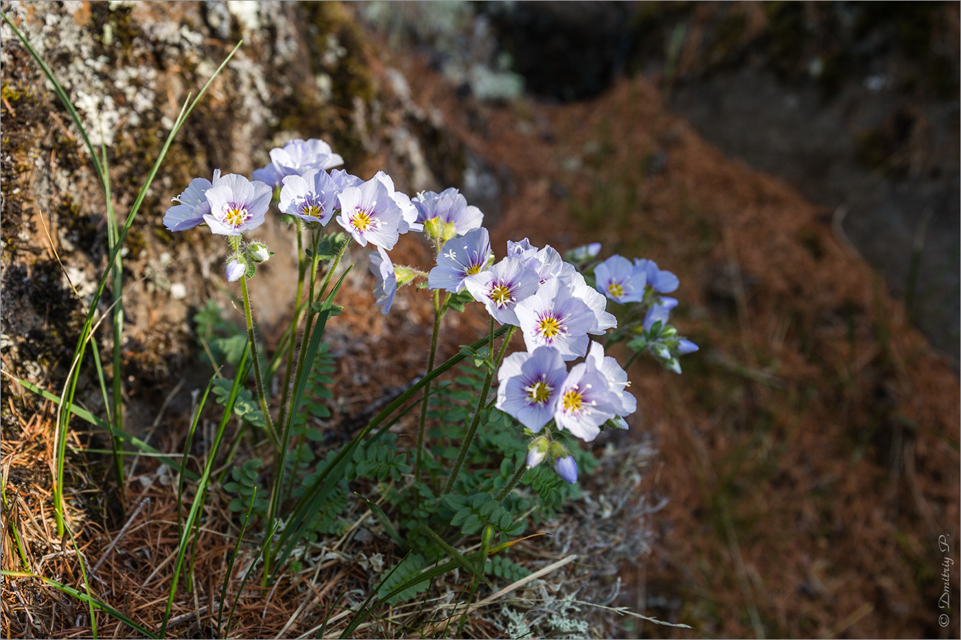 Image of Polemonium boreale specimen.