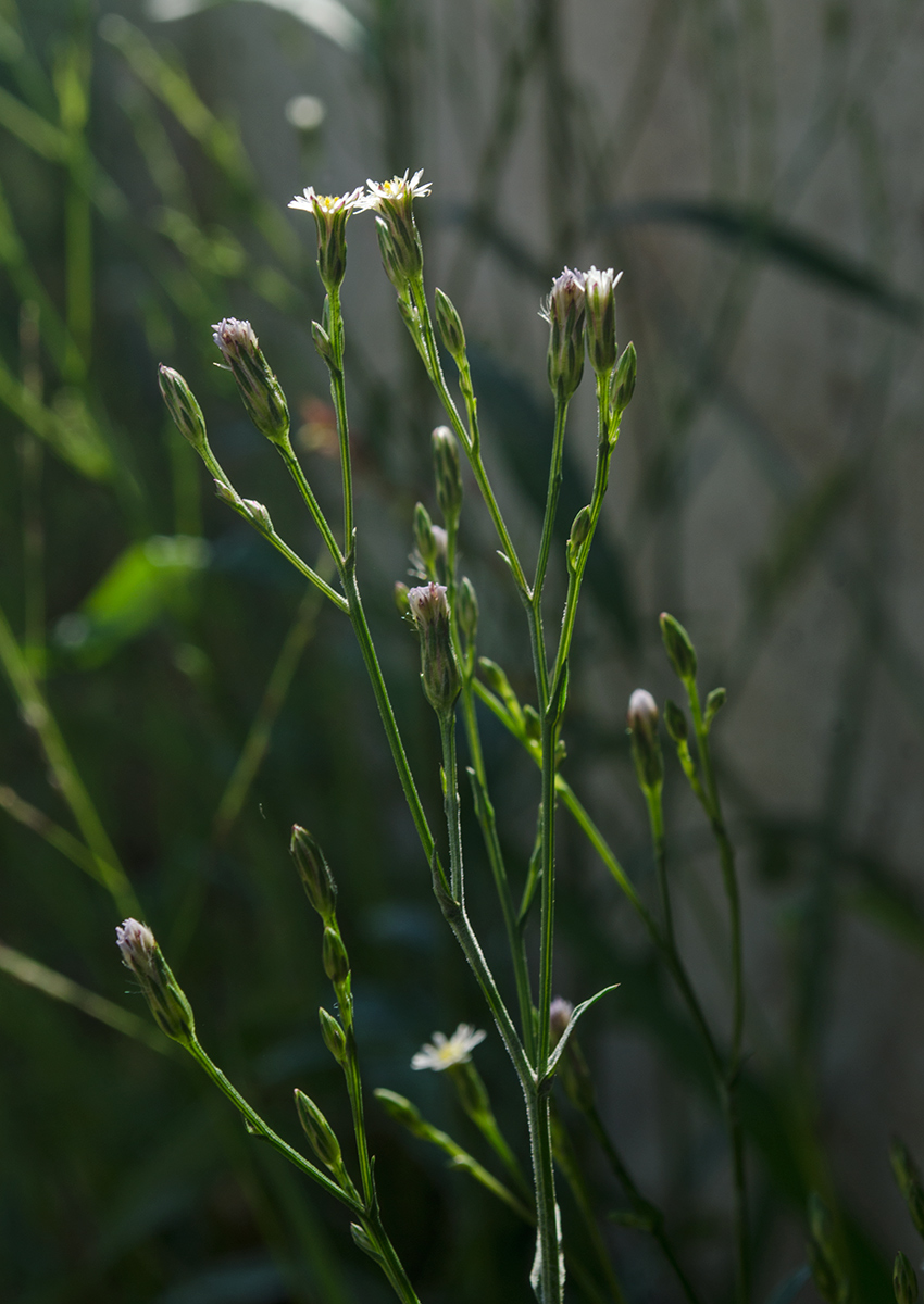 Image of Symphyotrichum graminifolium specimen.