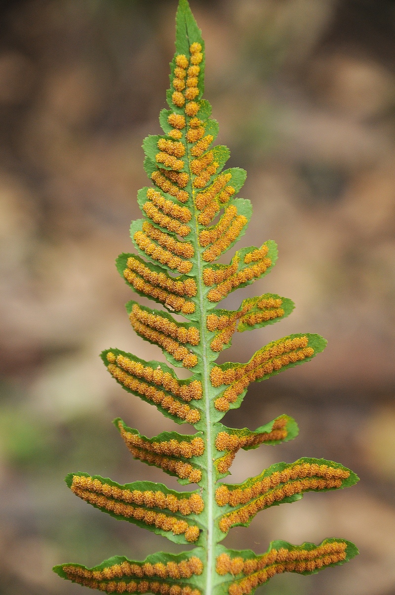 Изображение особи Polypodium californicum.