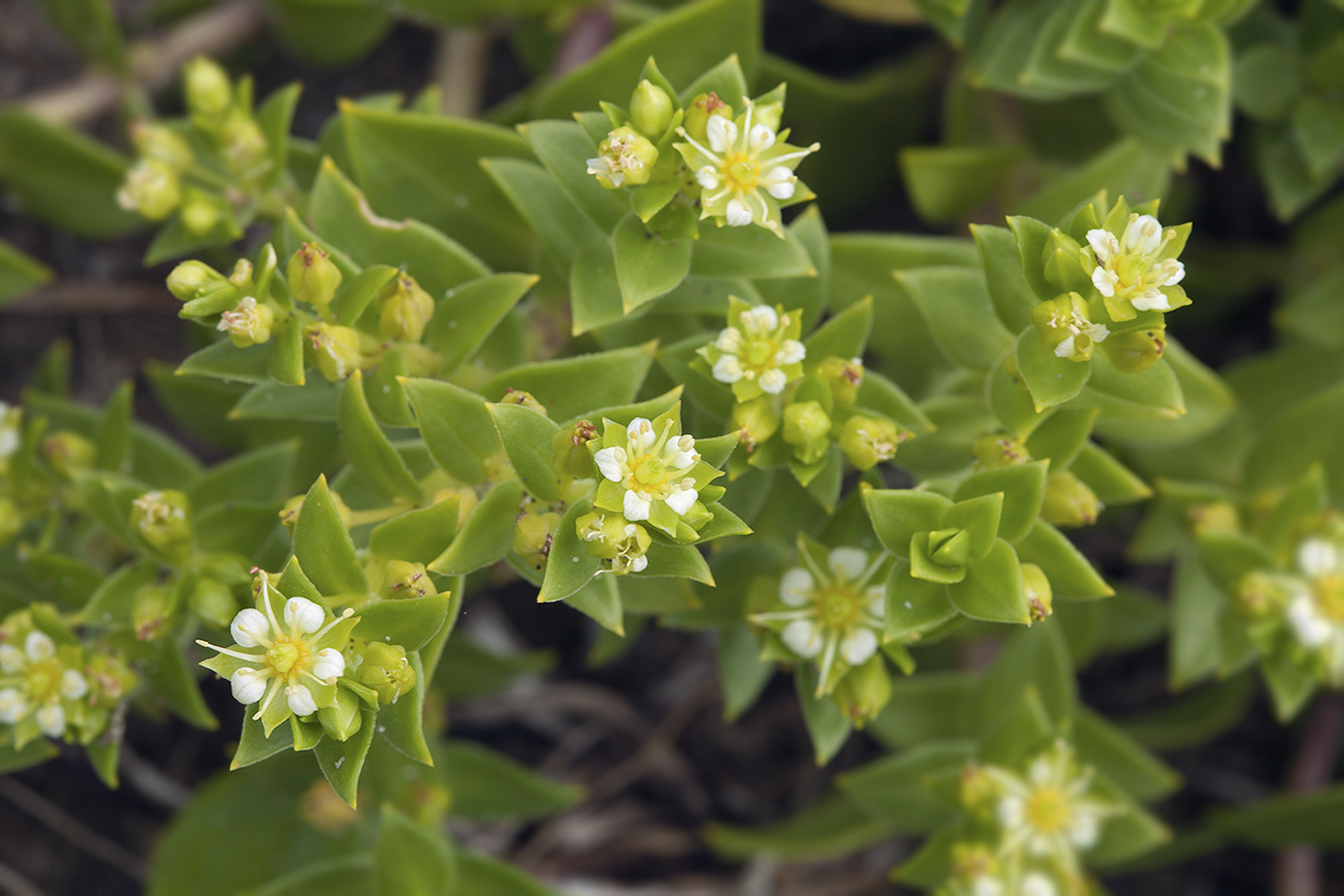 Изображение особи Honckenya peploides ssp. major.