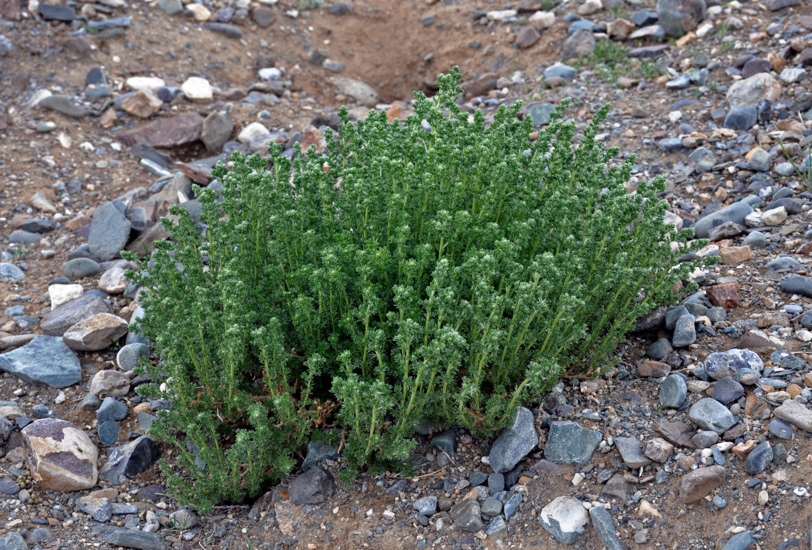 Изображение особи Artemisia rupestris.