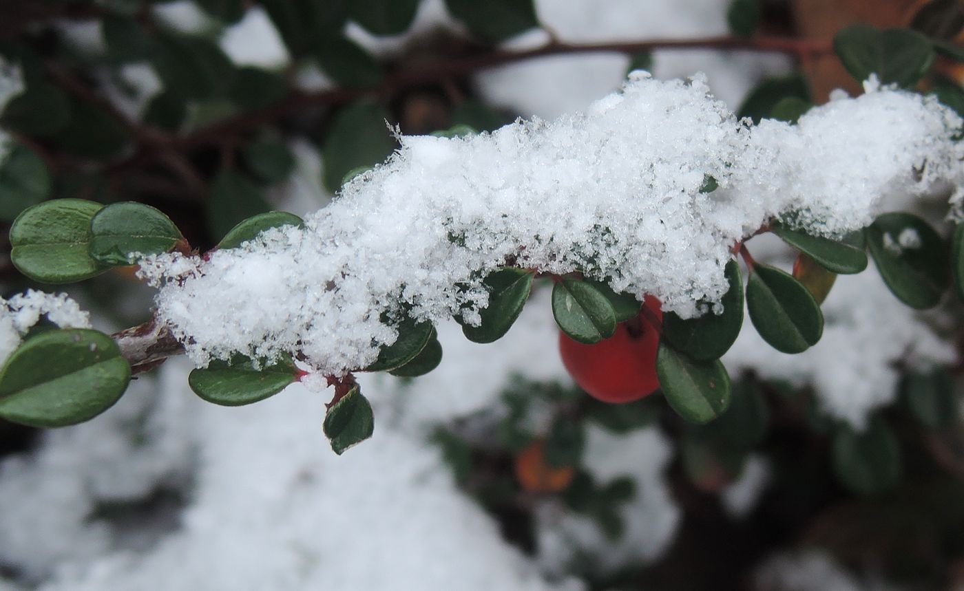 Изображение особи Cotoneaster microphyllus.