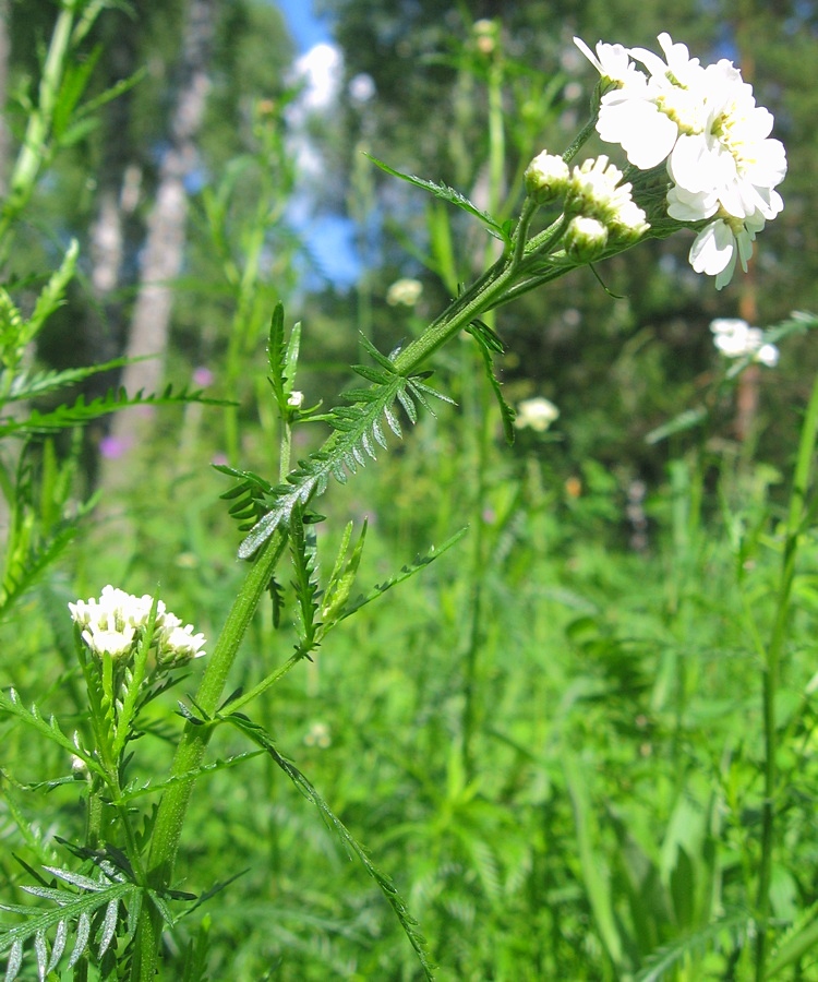 Image of Achillea impatiens specimen.