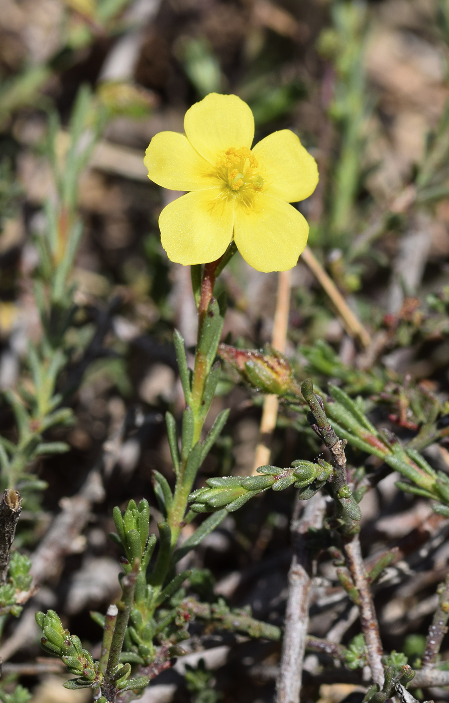 Изображение особи Fumana ericifolia.