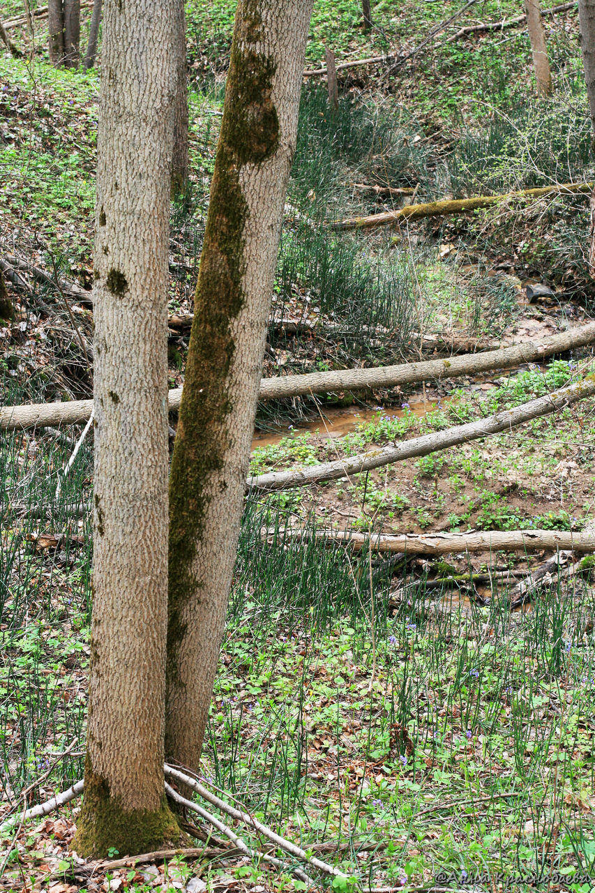 Image of Equisetum hyemale specimen.