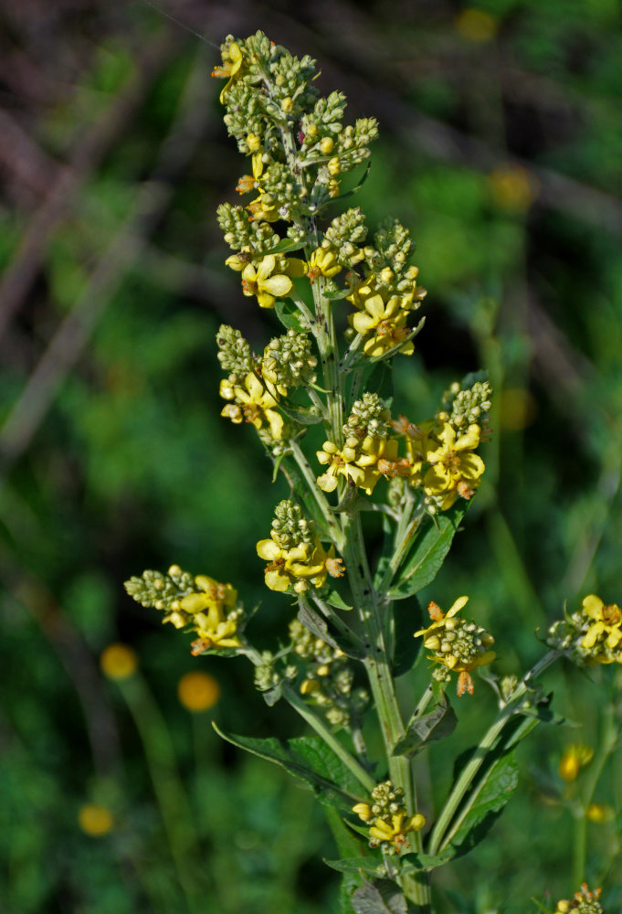 Изображение особи Verbascum lychnitis.