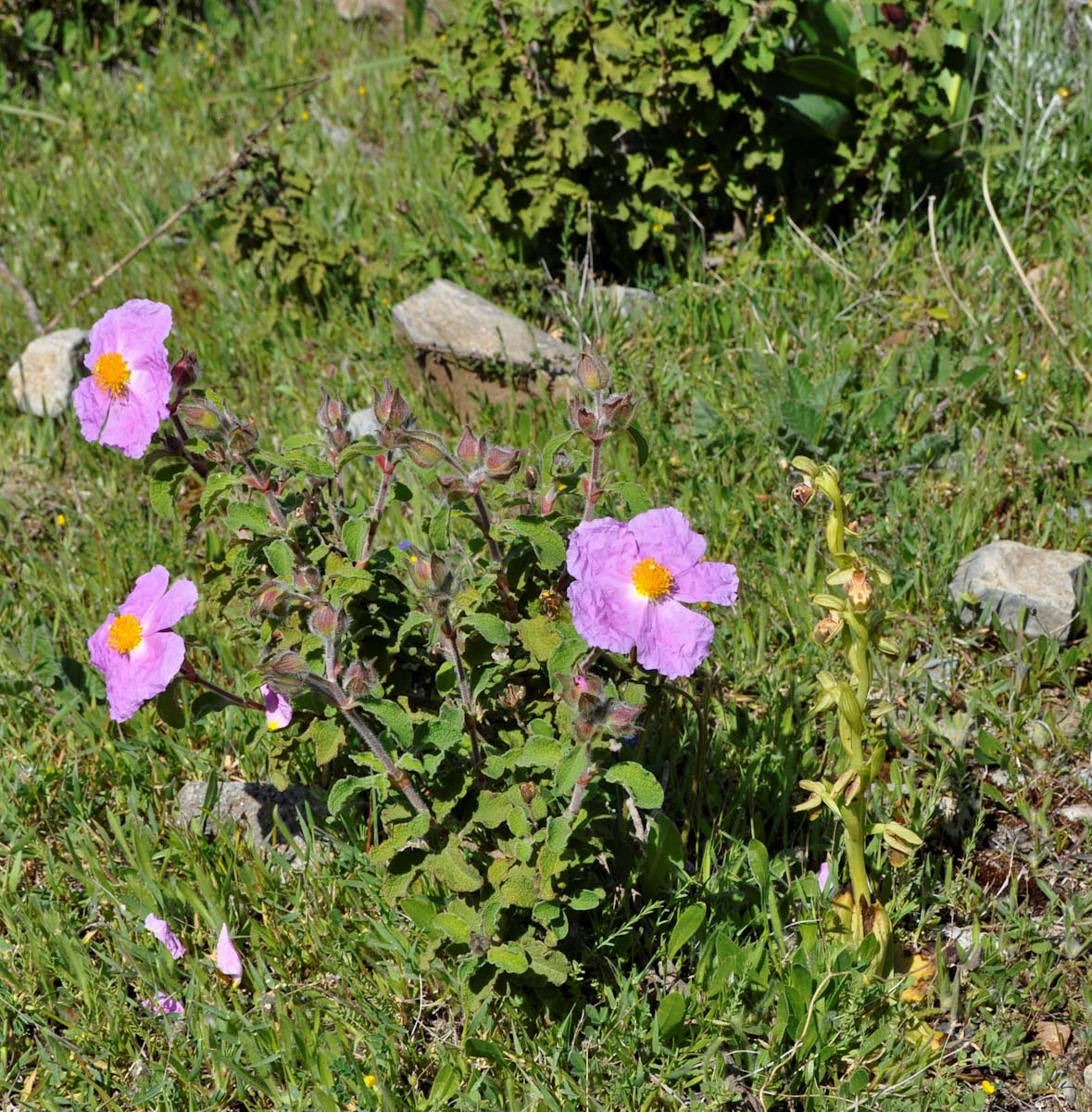 Изображение особи Cistus creticus.