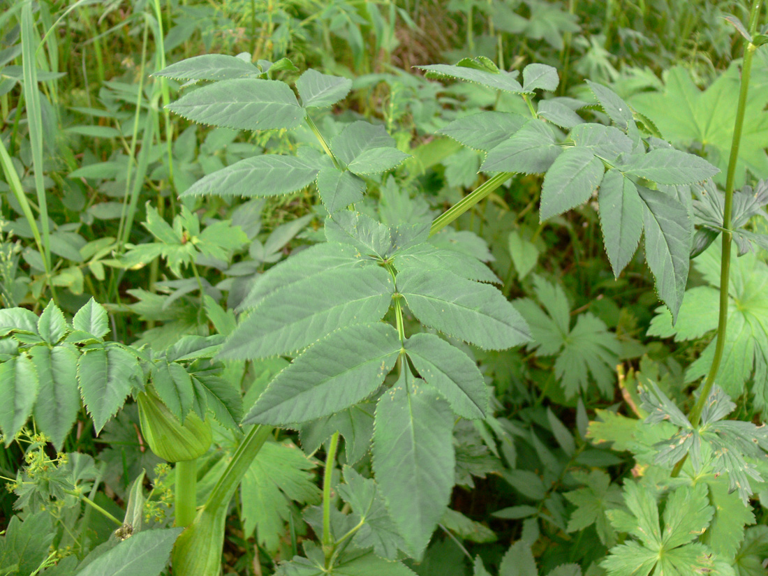 Изображение особи Angelica sylvestris.