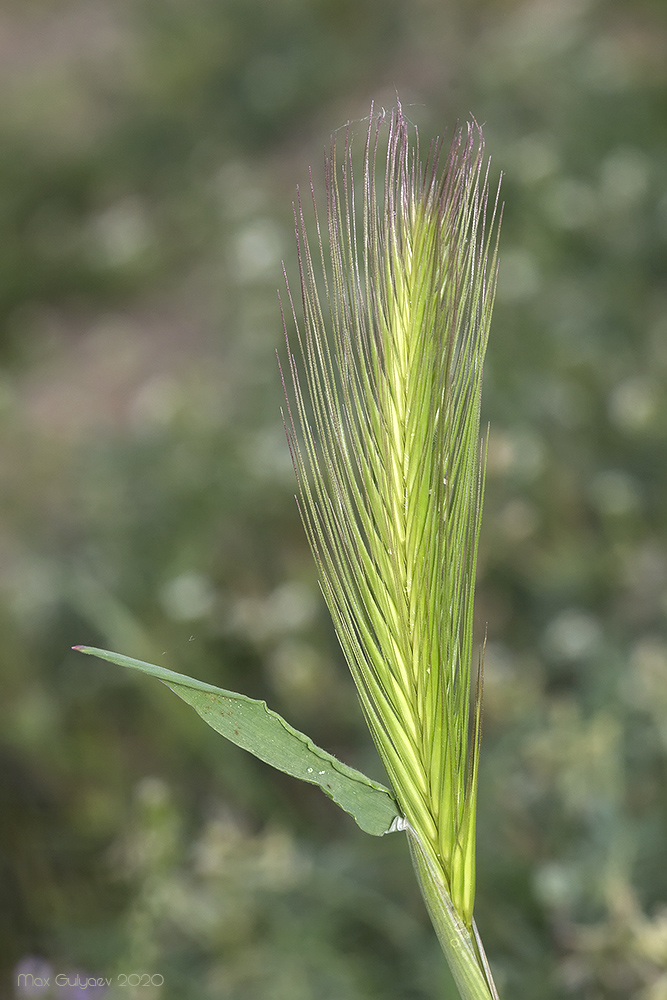 Image of genus Hordeum specimen.